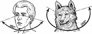 Рис. 1. Поле зрения человека и собаки