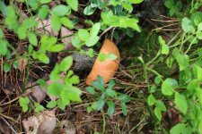 Первый грибочек найденный в лесу.jpg