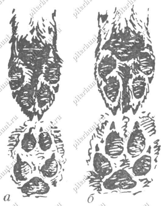 Рис. 1 Лапа и след: а — волка; б — собаки