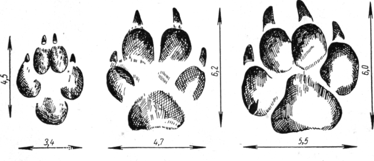 Следы правой передней лапы енотовидной собаки (слева), лисицы (в середине) и небольшой собаки (справа)