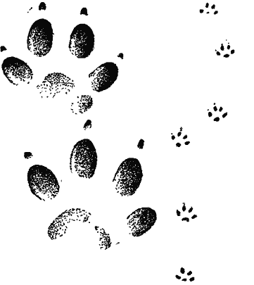 http://www.piterhunt.ru/Library/formozov/sputniksledop/3-3.gif