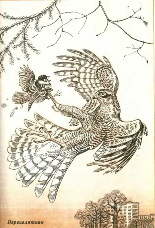 Малый ястреб, или перепелятник (Accipiter nisus)