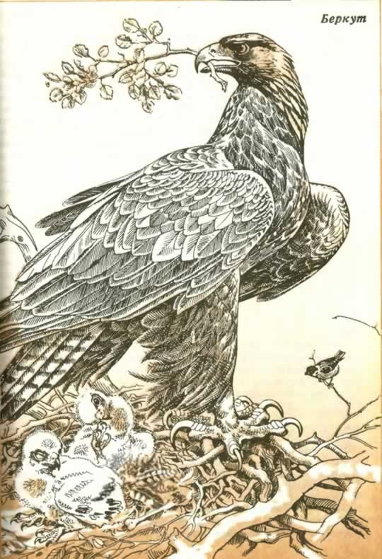 Орел-беркут (Aquila chrysaetos)