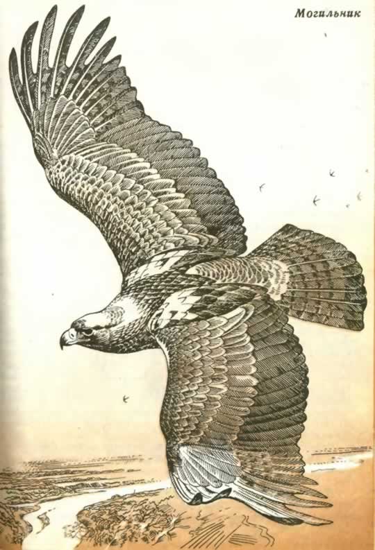 Орел-могильник (Aquila heliaca)