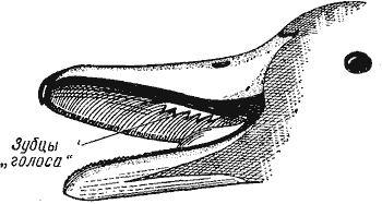 Зубцы «голоса» на нёбе подсадной утки 