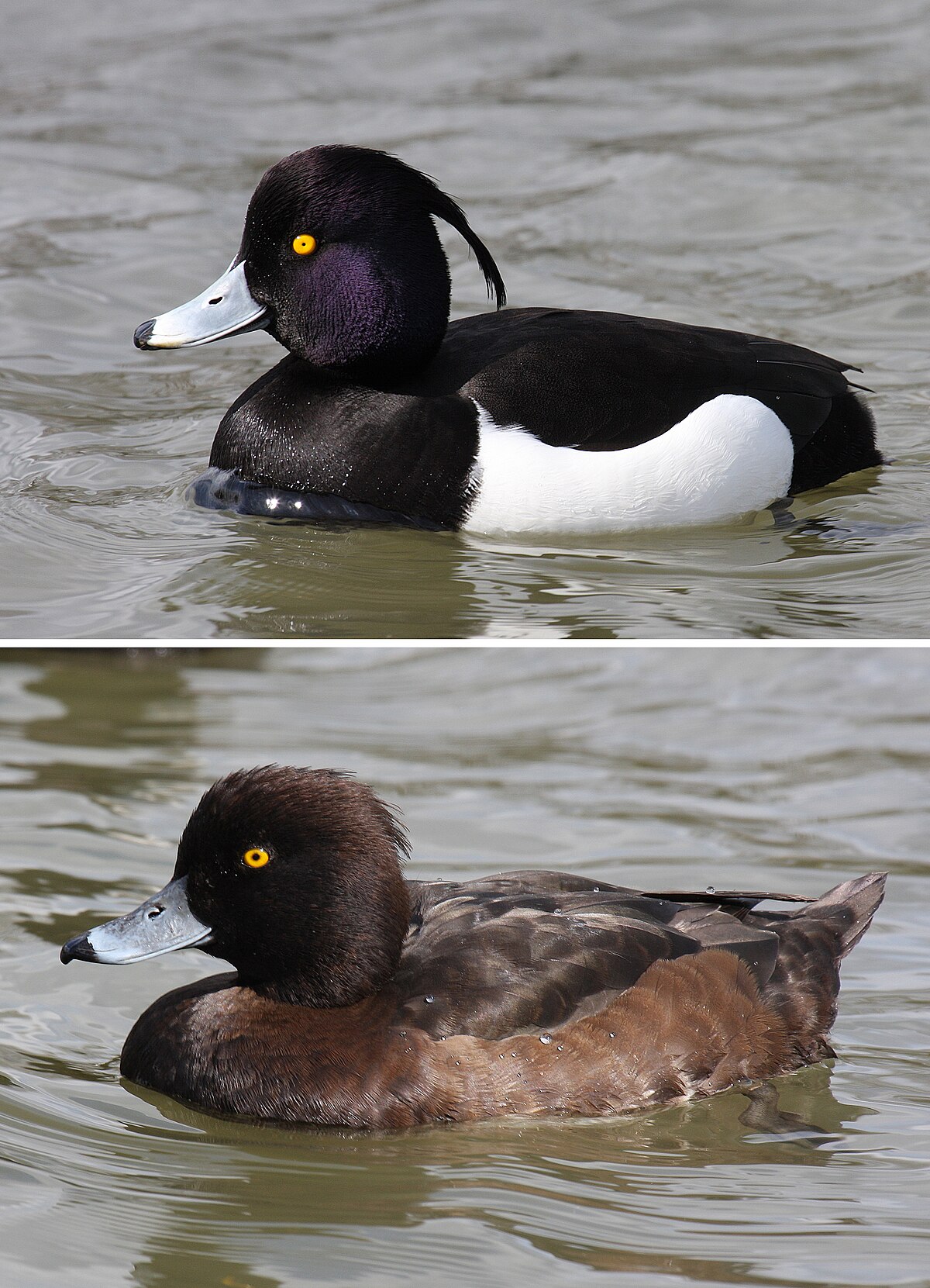1200px-Tufted-Duck-male-female.jpg