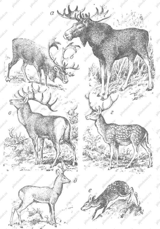а -лось; 6 - северный олень; в -марал; г-пятнистый олень; д - косуля;  в - кабарга