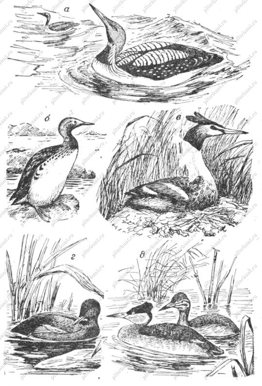 Рис. 22. Отряд гагаровых: а - гагара чернозобая; б - гагара краснозобая; в - поганка большая; г - по­ганка малая; д - поганка серощекая