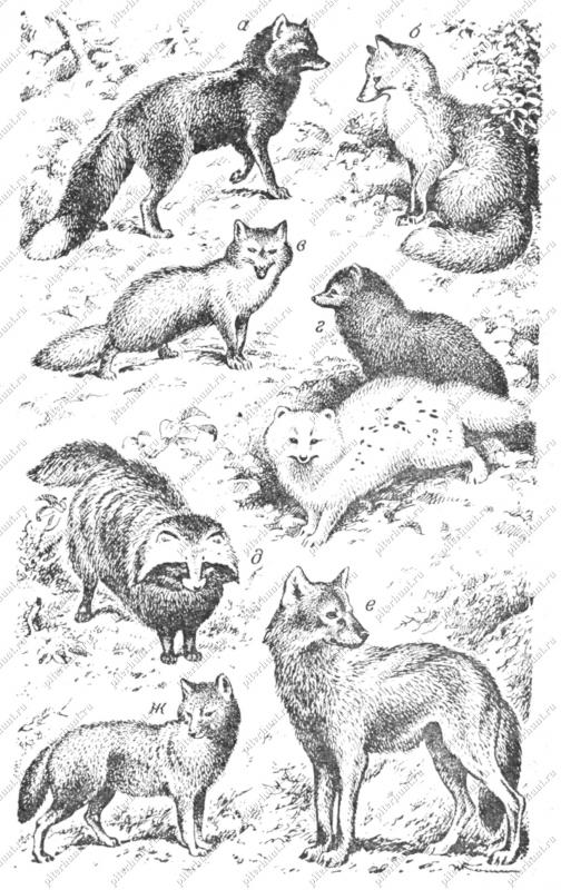 Рис. 6. Отряд хищных: а-лисица серебристо-черная; б -лисица красная; в - корсак; г - голубой и белый песиы; д - енотовидная собака; е- волк; ж - шакал 