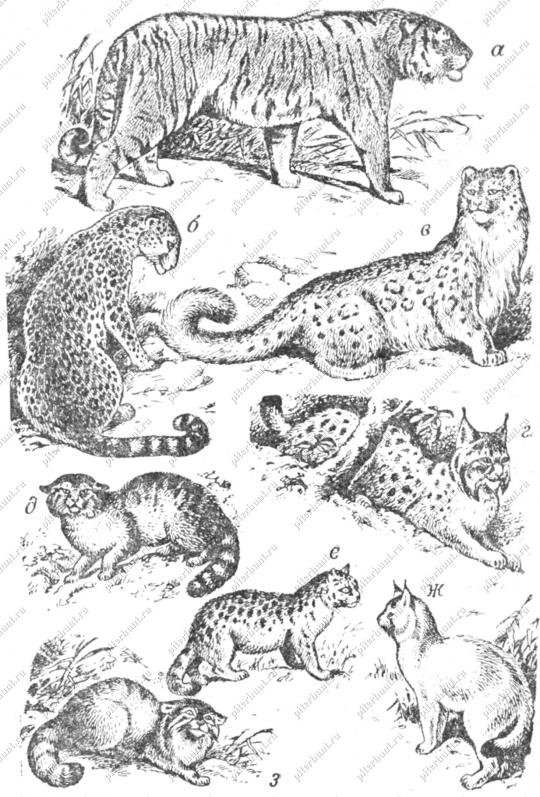 Рис. 8. Отряд хищных: о - тигр; б -леопард; в - барс;    г - рысь;    д - кошка лесная; е - кошка степная; ж - кот камышовый; з - манул