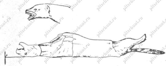 Рис. 91. Съемка шкурки чулком с головы (справа схема надреза)