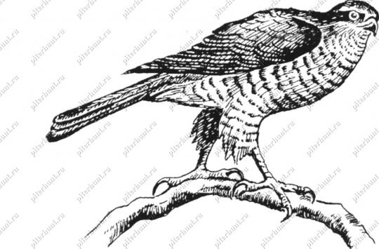 Большой ястреб-тетеревятник. Взрослая птица (по экз. из Беловежской Пущи)