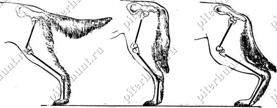 Рис. 8. Поставы задних ног при осмотре сбоку