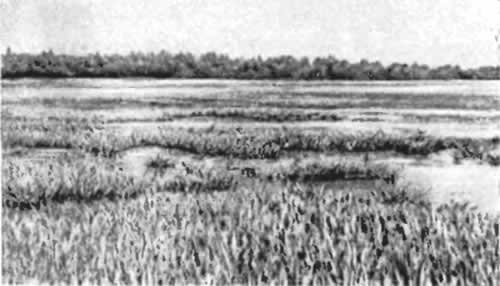 Рис. 11. Типичные места обитания утиных выводков (фото А. Фадеева)