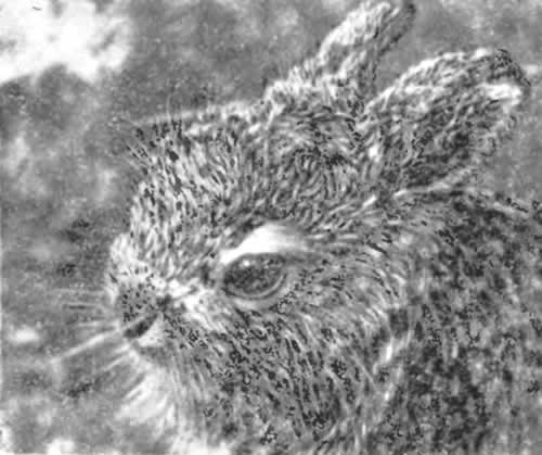 Рис. 27. «Листопадничек». Молодой заяц-беляк (фото Д. Житенева)