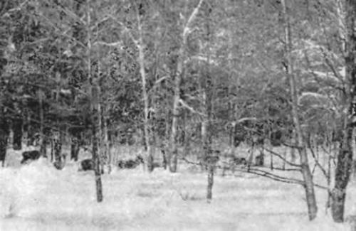 Рис. 3. Олени в зимнем лесу (фото М. Скурихиной)