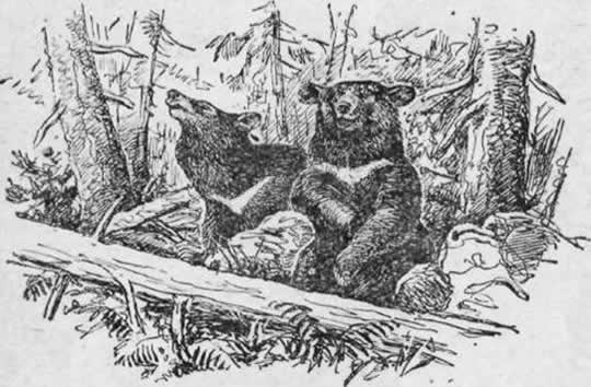 Черный гималайский медведь 