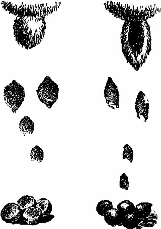 Рис. 1. Хвост,  следы и помет зайцев беляка (слева) и русака